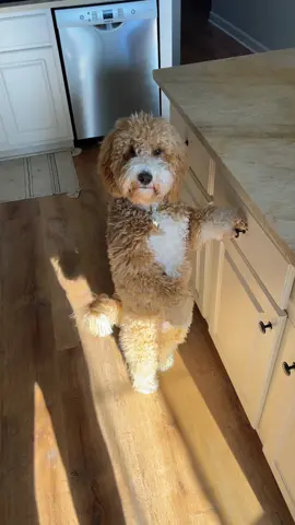 I swear there's a person inside this dog😅#dog #goldendoodle #dogsoftiktok #funny #dogbehavior #fyp #foryoupage 