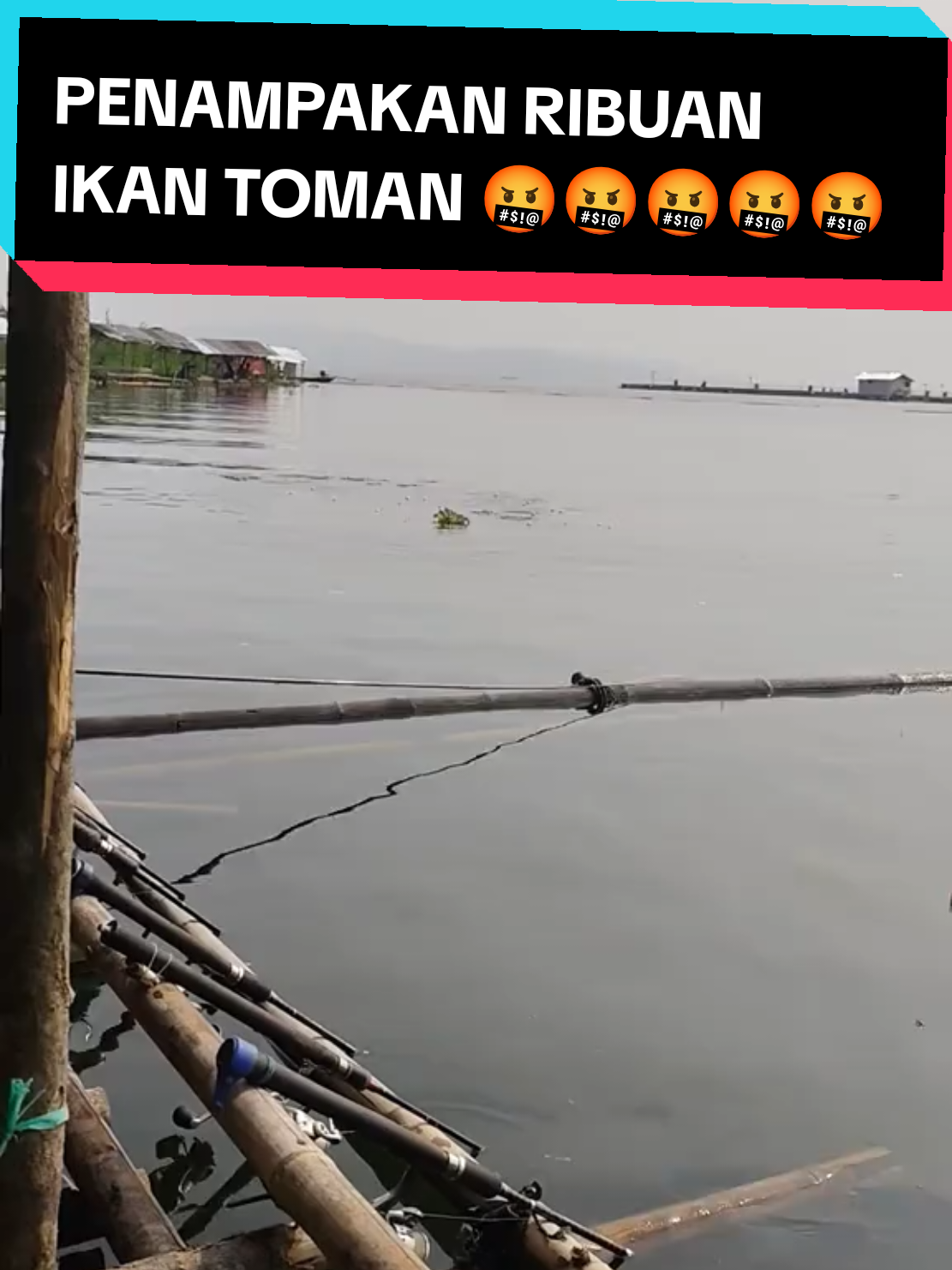 Ribuan ikan toman Jatiluhur #rakolcirata #mancingjatiluhur #rajacumi #mancingcirata #rakitkolam #rakol #rajacumy #rakitviral #rajacumyfishing 