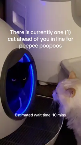 We apologize for the inconvenience #cats #catsoftiktok 
