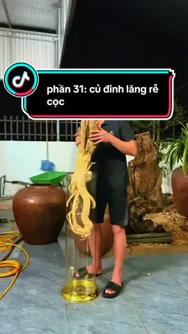 phần 31: gốc đinh lăng 20 năm gì mà được có một rễ😀#đammê 
