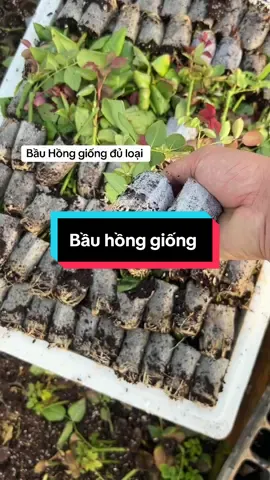 #nongsan #nongsanviet #hoahong  bầu Hồng giống 
