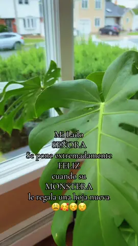 Entrando a mi etapa de LA SEÑORA DE LAS PLANTAS 😌☺️ #lasenoradelasplantas #monteradeliciosa #plants #plantlover #plantas #plantitas #fyp #parati 