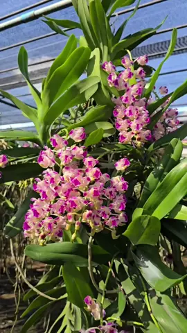 Koki  vào mùa #xuhuong #trendingvideo #koki#gianghuong#koratkoki#hoalan