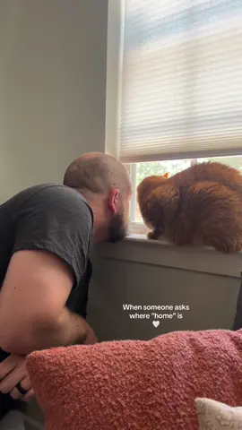 Right here #Home #husband #PetsOfTikTok #catsoftiktok 