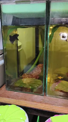 เปิดมาแบบนี้ สบายใจได้ B42 แจ็กกี้ #ปลากัด #ปลากัดป่า #betta #bettafish 