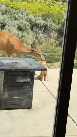Unlikely best friends 😂