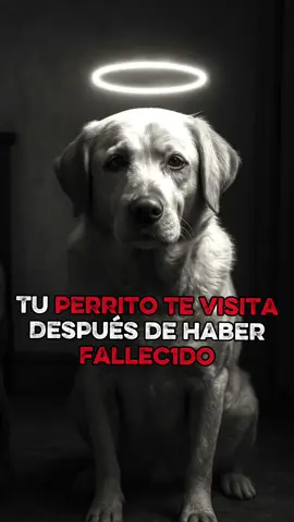 Algunos perritos regresan y te dan señales.  #180LPMpodcast #paranormalpodcast #relatosdeterror #TerrorenEspañol #dogs #cachorro #USA