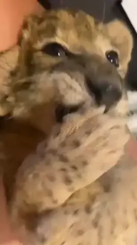 Déjame Dormir Bebe 🐅❤️🐅🐅#fresitas🌷🎀 #CapCut #bebetiger🐅 #narcojuniors👑💯😌 #fypシ゚viral #Tatcha #belicos🧿📿 #canamx3 