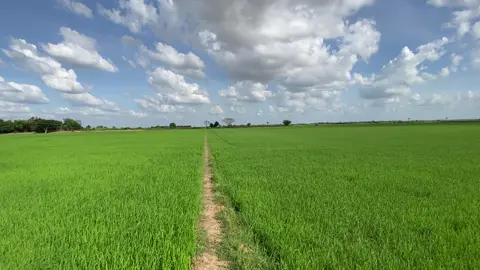 #ទេសភាពស្រុកស្រែ🌾🌿💗 #អ្នកស្រែចំការ👩🏻‍🌾❤️ 