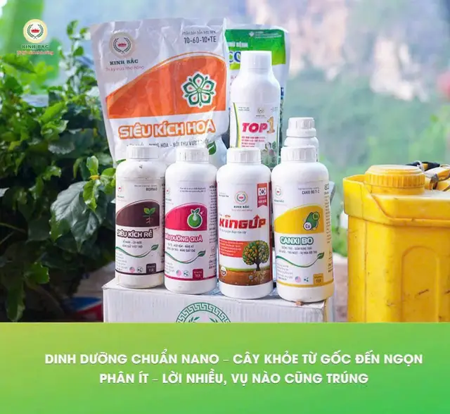 SIÊU KÍCH RỄ:  1. CÔNG DỤNG- Phục hồi và phát triển bộ rễ.- Giúp cây trồng tăng khả năng chống chịu lạnh, khô hạn, ngập  úng.- Tăng cường khả năng hấp thu chất dinh dưỡng cho cây  trồng.- Tăng khả năng bật chồi, đẻ nhánh cho cây.- Giảm tỷ lệ rụng hoa, rụng hoa non. Quả phát triển đều, đẹp  mã.- Cải tạo pH; đất tơi xốp hơn; tăng cường khả năng phân hủy  chất hữu cơ trong đất  CÁCH DÙNG VÀ LIỀU DÙNG  1. Cây công nghiệp, cây ăn quả: hồ tiêu, cà phê, sapôchê  (hồng xiêm), cây có múi,...- Pha 10 ml/ bình 16 lít nước- Lượng dùng 500 ml phân bón hòa với 800 - 1.000 lít nước  phun cho một ha. Phun trước giai đoạn sinh trưởng sinh thực  và sau mỗi lần thu hái.  2. Cây lúa, rau màu (cà chua, rau cải, khoai tây,...) - Lúc mới cấy pha 10 ml/ bình 16 lít nước. - Lượng dùng 500 ml phân bón hòa với 800 - 1.000 lít nước  phun cho 1 ha. Phun định kỳ 10 - 15 ngày/ lần đến trước khi  trổ bông, sau mỗi lần thu hái