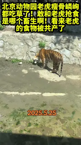 北京动物园老虎瘦骨嶙峋，都吃草了！敢和老虎抢食是哪个畜生啊！看来老虎的食物被共产了