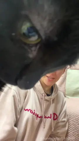 “Cat： I'm the star!”#fyp #foryou #cat #petlove #catsoftiktok #catlover #funny #funnyvideos #fypage #funnycat #funnytiktok #cats