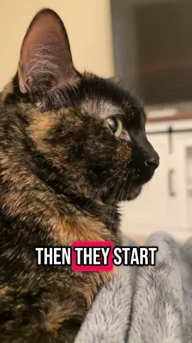 I just don’t like that  #funnycats #cats #catsoftiktok #cutecats #catlovers #lovelycat #fypppp #fyp 