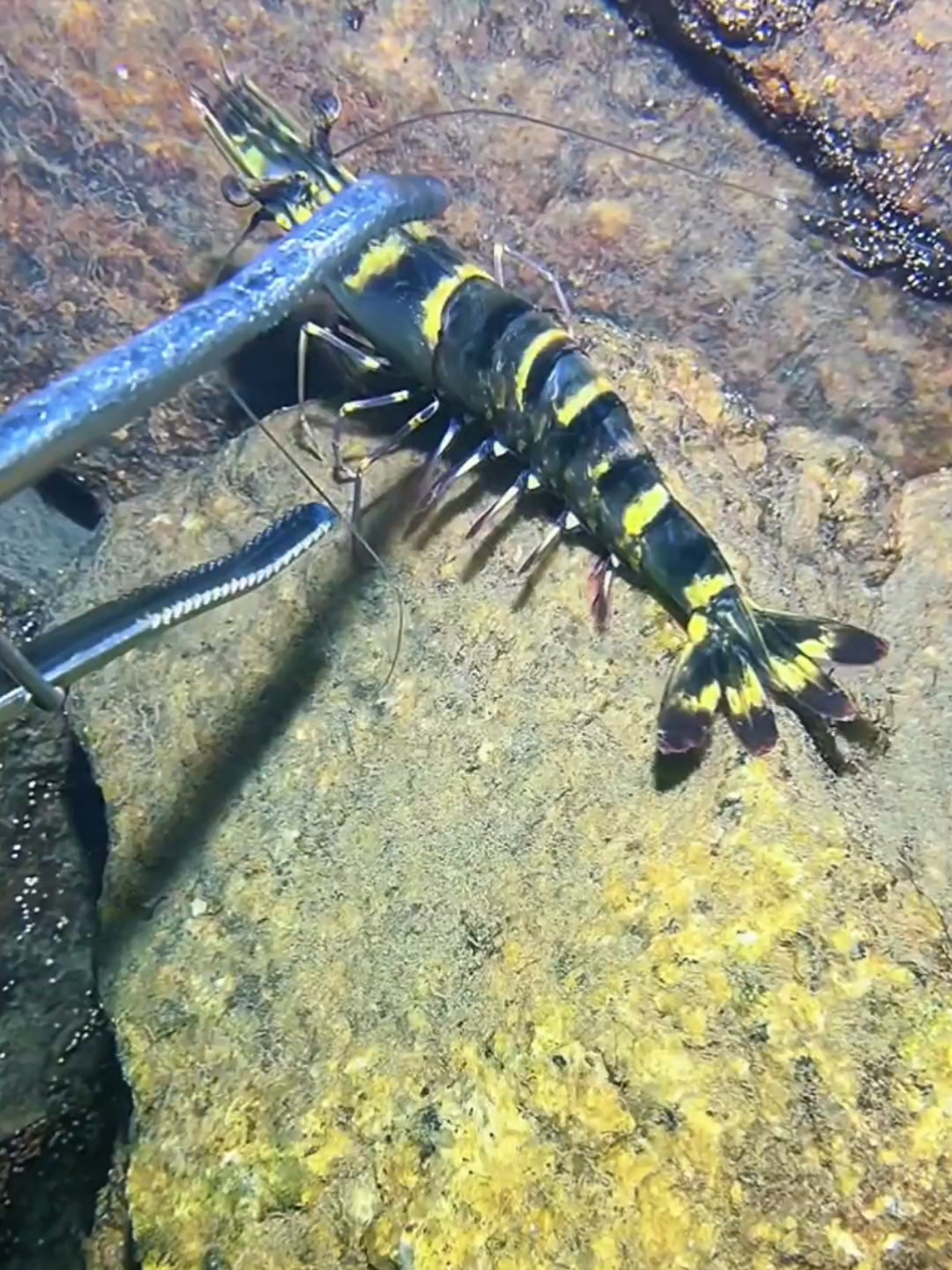 #diving #crab #catchthesea #seaside #seafood #fish #eel #lobster #seangsolofishing