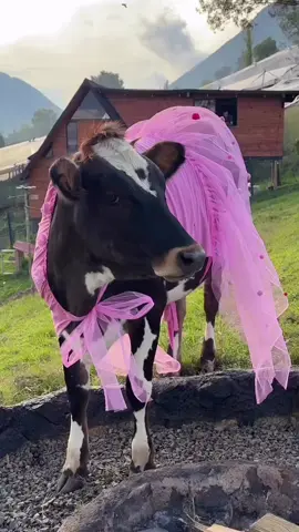 #vaca #paratiiiiiiiiiiiiiiiiiiiiiiiiiiiiiii #viral #mariapatricia 