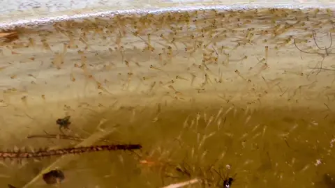 chuyên mục cho cá chép sinh sản nhân tạo nhé!!!#cátrevàng #catre #caucagiaitri ###thuysan #cátra #cáchep #cáchephoarong #cákoi 