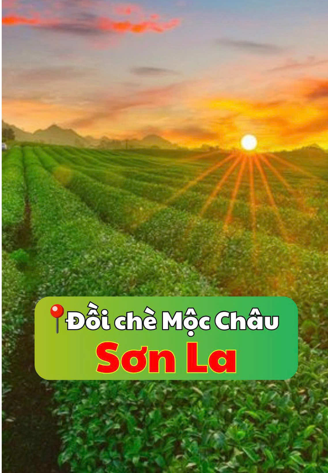 📌Đồi chè Mộc Châu - Sơn La Bạn đã ghé thăm chưa #dulichvietnam #viral #xh #bachatravel #dulichbacha #sonla #taybac #doiche #doichemocchau @Du lịch Bắc Hà 