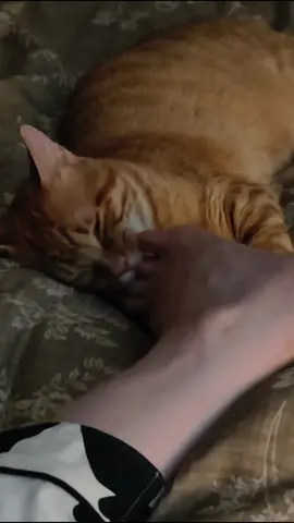 What kind of hobby is this? #cute #cat #funnyvideos #funny #fyp #catsoftiktok 