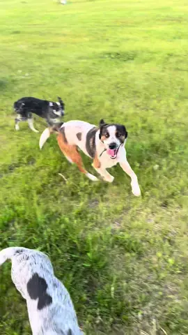 I am so happy that she knows how to play now. #farmlife #dogsoftiktok #singlelife 