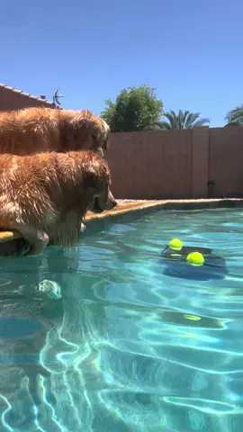 Team work #goldenretriever #tub #blue 