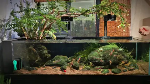 Thích nhất lúc cho ăn, đèn e sẵn nhé các bác#thuysinh #cacanh #beca #becadeptn 