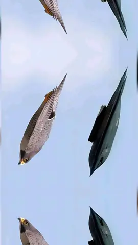 #tiktokghana🇬🇭for those who don't know the falcon..this the falcon bird 🐦‍⬛🦜🐦‍🔥@Baianinha MTB 🚴 