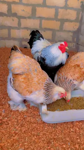 #elevage#senegal#brahma#herminé#pedrix#volaille#poule d’ornement #poulaillerfaitmaison #cochin #