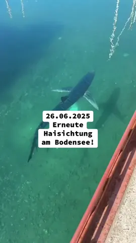 Wieder Hai am Bodensee entdeckt! 26.06.2025 #hai #bodensee #haisichtung #haialarm #fyp 