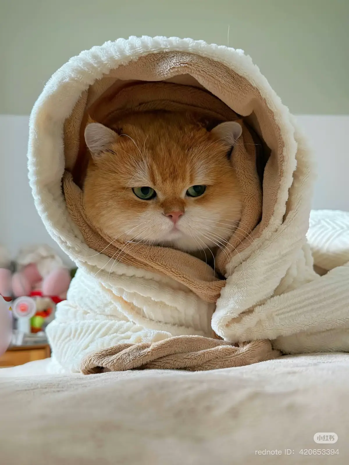 #catsoftiktok #fyp 