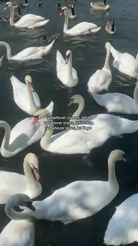 #fyp #foryou #quotes 