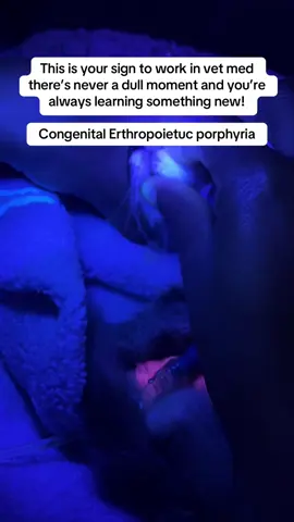 This is your sign to work in vet med there’s never a dull moment and you’re always learning something new!  Congenital Erthropoietuc porphyria 