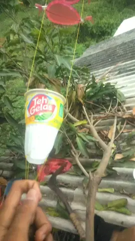 oni yg kedua#layangan #layangannagaraja #fyppppppppppppppppppppppp #masukberandafyp 