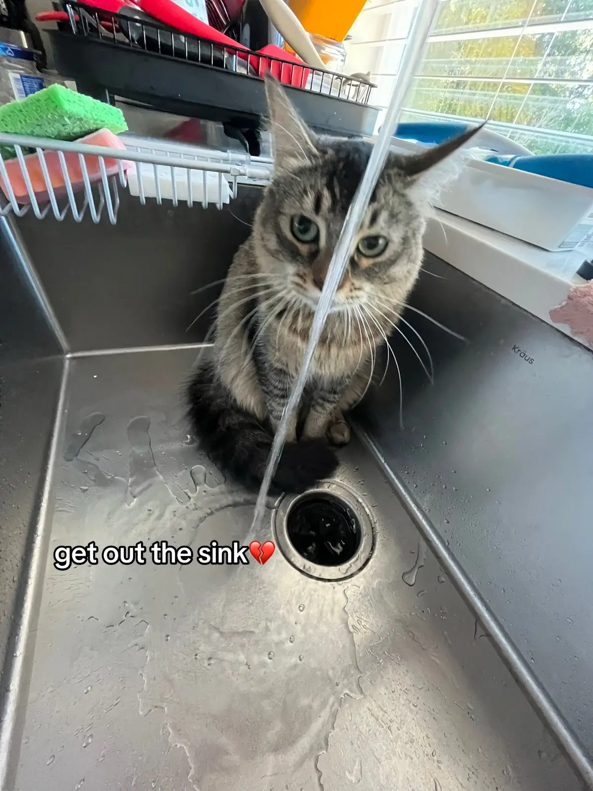 get out the sink #cat #funny #scary