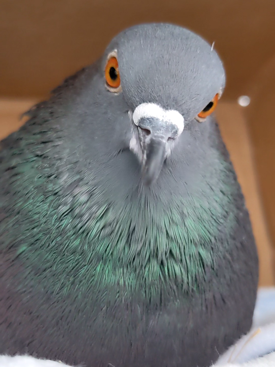 When you gotta check for eggs and Percy is NOT having it.  . . . #birdsoftiktok #bird #birdtok #pigeonlovers #birds #cutebird #cute #petsontiktok #pigeons #pigeon #PetsOfTikTok #trending  #tiktok #rescue #rescuebird