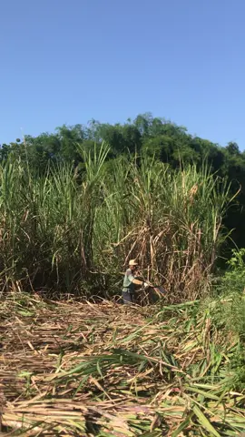 Kapan login pertebuan??#budikaryagrub🎋 #magetan24jam #petanimuda #petaniindonesia🇮🇩🇮🇩🇮🇩🌿🌿 #madiun24jam #fyp #petanitebu #petanimilenial #teburace #trukmaniaindonesia #masukberanda #viraltiktok 