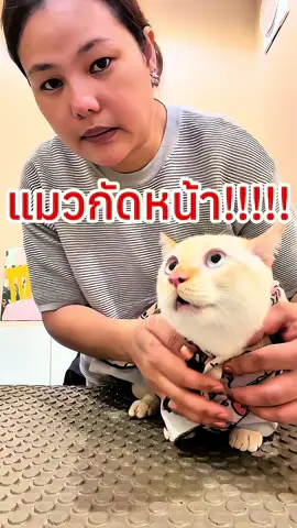 ถ้าหากโดนแนวกัดต้องรีบบีบสีแดงออกแล้วล้างด้วยน้ำสบู่หลังจากนั้นถ้าหากว่ามีแอลกอฮอล์ให้นำแอลกอฮอล์เช็ดรอบแผลหรือน้ำเกลือล้างแผลแล้วก็รีบไปพบแพทย์แล้วต้องได้รับวัคซีนพิษสุนัขบ้าและบาดทะยักให้ครบเข็มด้วยนะคะ#เทรนด์วันนี้ #แมวกัด #สวนสัตว์tiktok #catbite #ทาสแมว #cat 