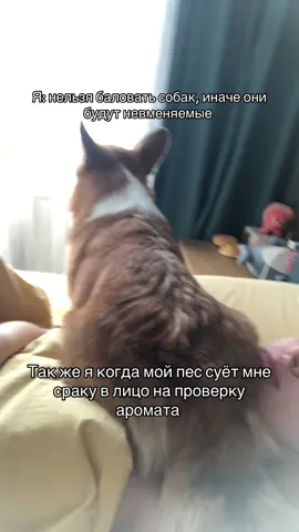 #корги #коргі #коргіукраїна #коргипемброк #собаки #собака #пёс #попик #поп #любовь❤ #люблю 