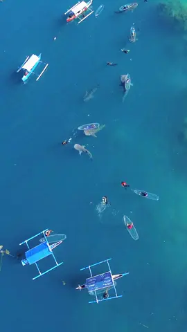 Seeanamazing place. Feelslike dream. Aplaceofmany wonders. Andfullof life. lopenmy eyes. Earthisour Pandora. 😊 #hiupausbotubarani #hiupausgorontalo #whalesharkbotubarani #whalesharkgorontalo #gorontalo #manado 