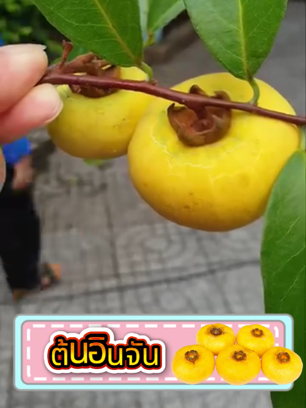 ต้นอินจันหายาก ต้นพันธุ์แท้แข็งแรงพร้อมปลูก ลูกดก รสหวานเนียนละมุน 