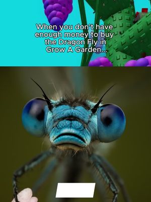 Easy Get Dragon Fly Grow A Garden? Check itemku now! Sale up to 20%!
