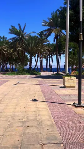 حقل 😔🌴.                                              #اكسبلور #explore #تبوك #حقل 