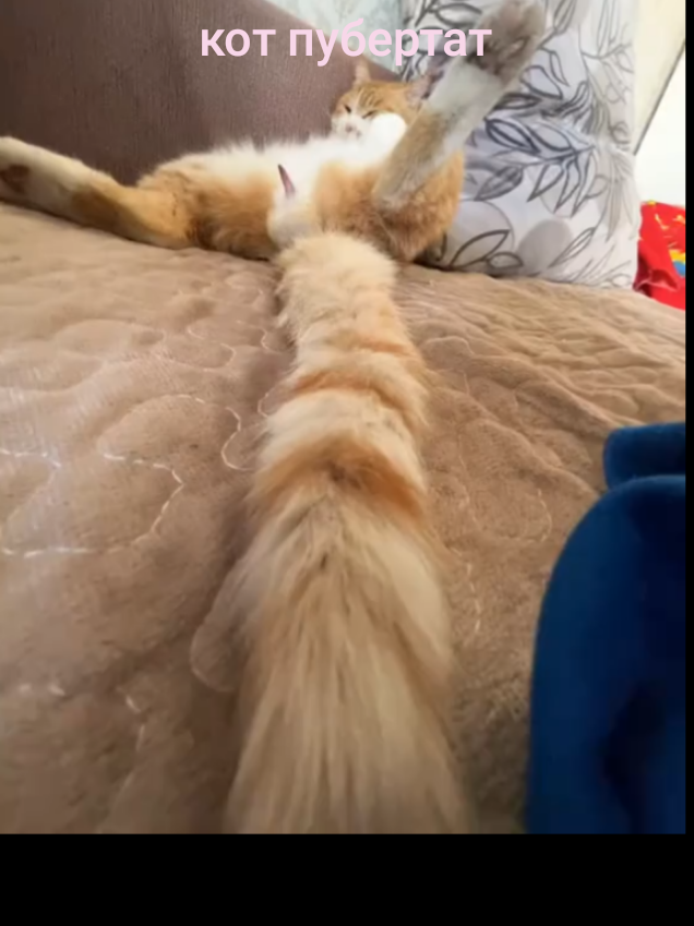 #кот #пубертат