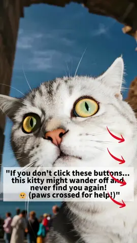 #cat#foryoupage#fyp#cutecat#tiktok