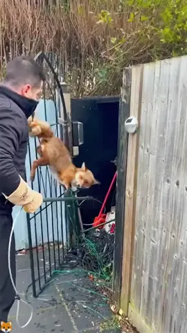 Man rescues fenced fox#animals #Foryou #Friendship #Us#fox 