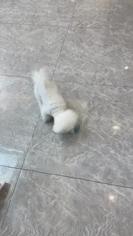Squeaky + Bouncy = Dog’s New Obsession #SqueakyToy #DogFun #FetchGame