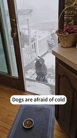 Dogs are afraid of cold.#fpy #dog #🤣🤣😂😂 #🐕 #usa🇺🇸 #funny 