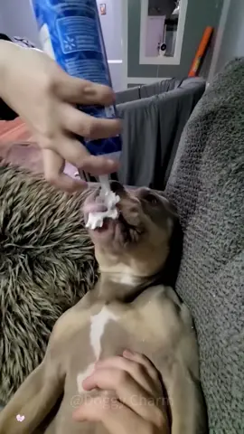 Wake up your dog with food #funny #funnyanimals #funnyvideos #pets #cute #usa🇺🇸 #dogsoftiktok #funnydog #happy #foryou 