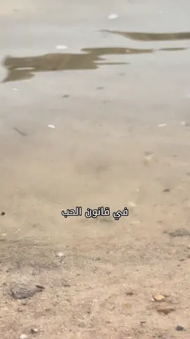الحب ليس كلام يقال #capcut #fyp #foryou #foryoupage #fypシ 