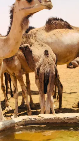 #جخو،الشغل،دا،يا،عالم،➕_❤_📝 #الشعب_الصيني_ماله_حل😂😂 #جقله_الخير_جقله_العز❤ 