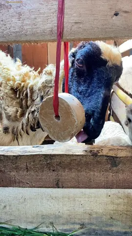 Pemberian mineral blok memiliki banyak manfaat penting untuk kesehatan dan produktivitas ternak, antara lain: 1. Memenuhi Kebutuhan Mineral. 2. Meningkatkan Kesehatan dan Kekebalan Tubuh. 3. Meningkatkan Produktivitas Ternak. #dombagarut #peternakmuda